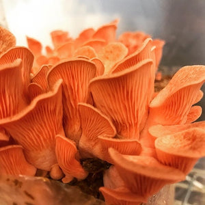 May 29, 2020 - Growing and Cooking Mushrooms Workshop with Karen and James (RECORDING AVAILABLE)